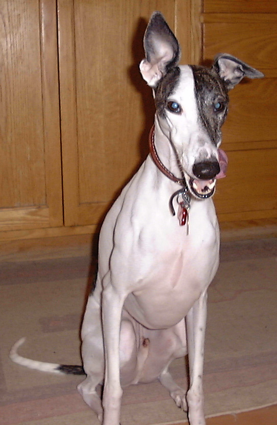 The Ear and the Tongue