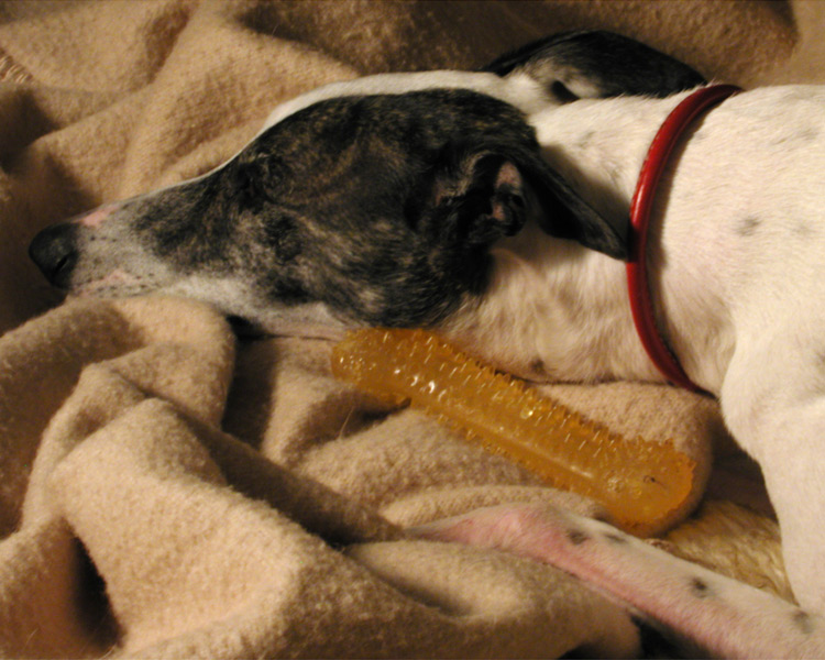 What Do Whippets Dream Of?